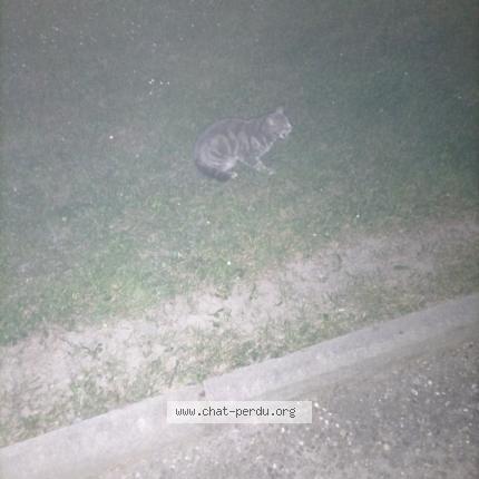 Photo 1/1 Found cat Found in Cavaillon