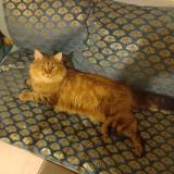 Picture of cat found at Montendre