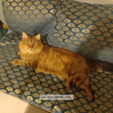 Photo 1/1 Found cat Found in Montendre