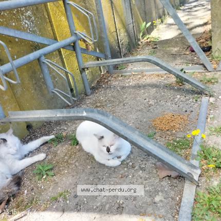 Photo 1/1 Found cat Found in Cavaillon