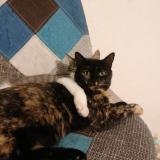 Picture of cat lost at Bordeaux