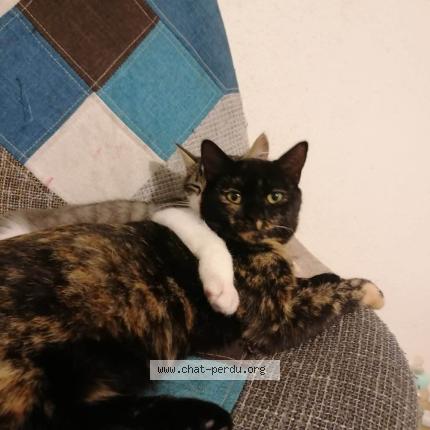 Photo 1/1 Mimi Chat lost in Bordeaux