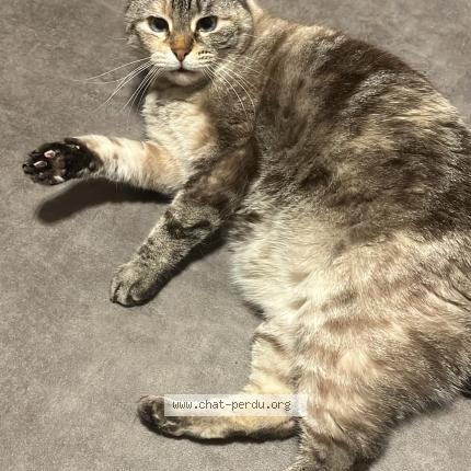 Photo 1/1 Crystal Chat lost in Thionville