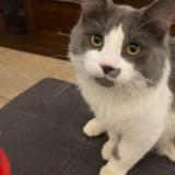 Picture of cat lost at Montreal