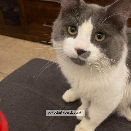 Photo 1/1 Scar Cat lost in Montreal