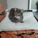 Picture of cat lost at Gagny