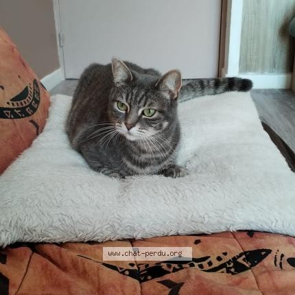 Photo 1/1 Tsuky Chat lost in Gagny