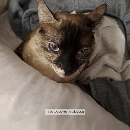 Photo 1/1 Monchito Chat lost in Salou