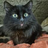 Picture of cat found at Sartrouville