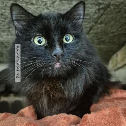 Photo 1/5 Found cat Found in Sartrouville