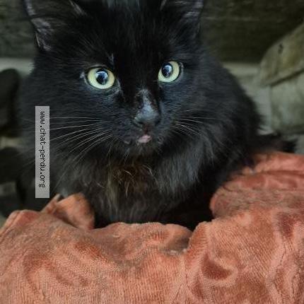 Photo 2/5 Found cat Found in Sartrouville