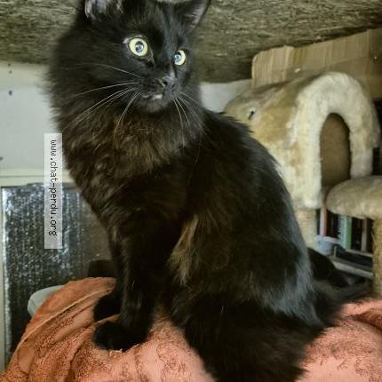 Photo 3/5 Found cat Found in Sartrouville