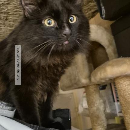 Photo 4/5 Found cat Found in Sartrouville