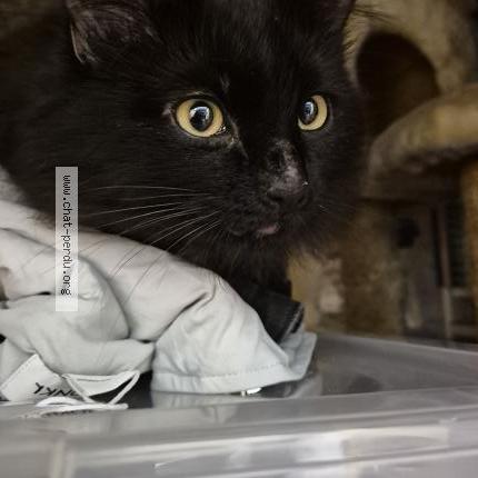 Photo 5/5 Found cat Found in Sartrouville