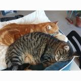 Picture of cat lost at 31200 Toulouse