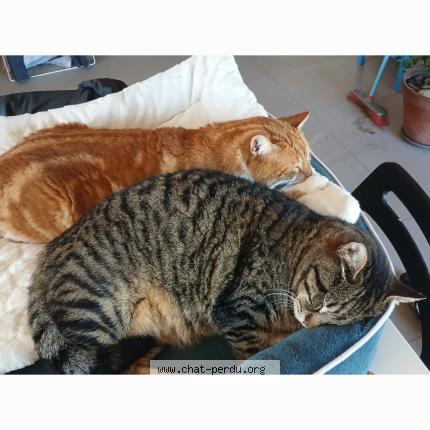 Photo 1/1 pepin Chat lost in 31200 toulouse