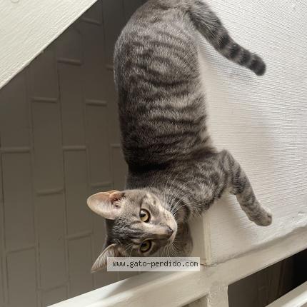 Photo 1/1 Khili Chat lost in Talagante