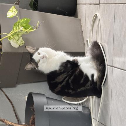 Photo 1/1 Yoko Chat lost in Donzere