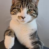 Picture of cat lost at Montreal