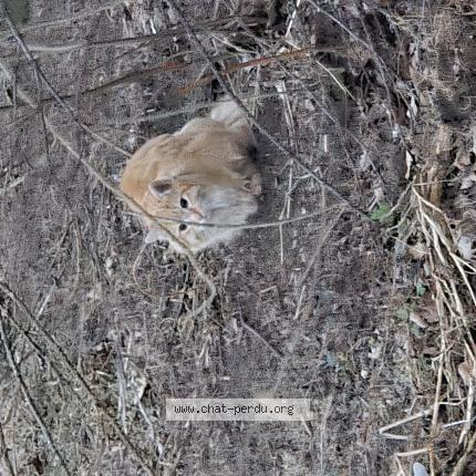 Photo 1/1 Found cat Found in Rougemont