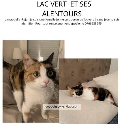 Photo 1/1 Rajah Chat lost in Canejan