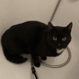 Picture of cat found at Montauban