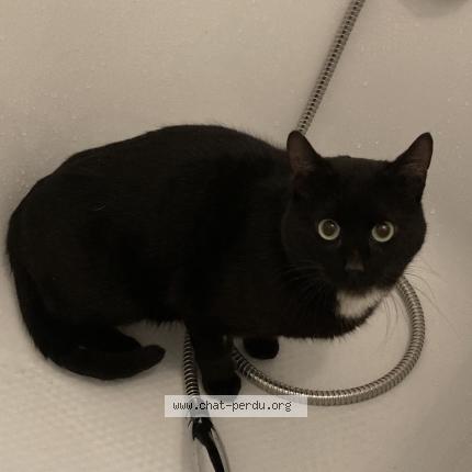 Photo 1/1 Found cat Found in Montauban