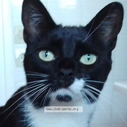 Photo 1/1 Maki Chat lost in Romans sur isere