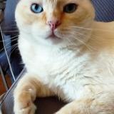 Picture of cat lost at Saint Philibert