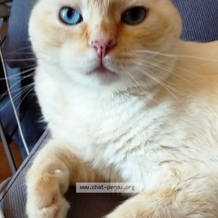 Photo 1/1 CHOU Chat lost in Saint philibert