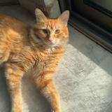 Picture of cat lost at Poussan
