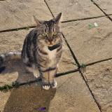 Picture of cat lost at Pollionnay