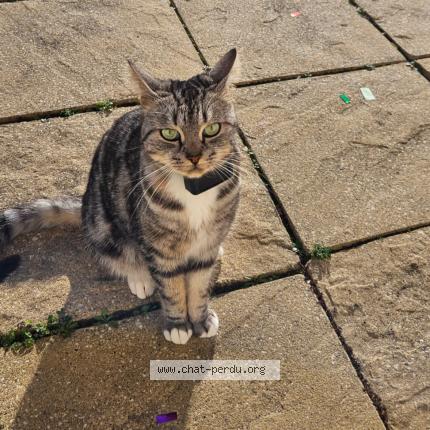 Photo 1/1 Oscars Chat lost in Pollionnay