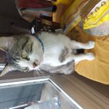 Picture of cat lost at Toulouse