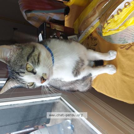 Photo 1/1 Igloo Chat lost in Toulouse