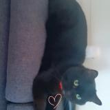 Picture of cat lost at Challans