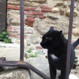 Picture of cat found at Elne