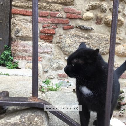 Photo 1/1 Found cat Found in Elne