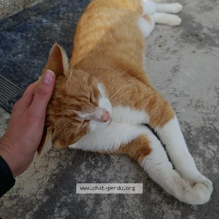 Photo 1/1 Found cat Found in La chapelle blanche saint martin