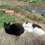 Picture of cat lost at Arlet