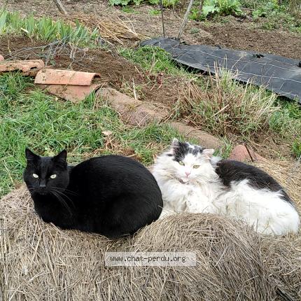 Photo 1/1 Mimi Chat lost in Arlet