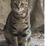 Picture of cat lost at Torcy