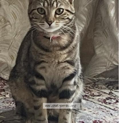 Photo 1/1 Gaby Chat lost in Torcy