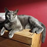 Picture of cat lost at Forest