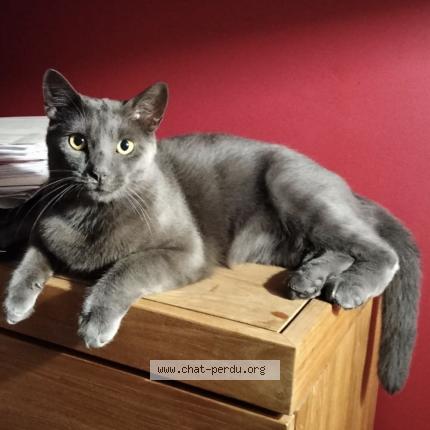 Photo 1/1 Moon Chat lost in Forest