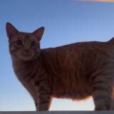 Picture of cat lost at Toulouse