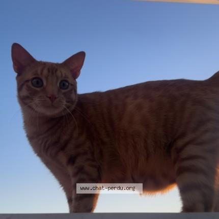 Photo 1/1 Bandgo Chat lost in Toulouse