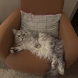 Picture of cat lost at Poitiers