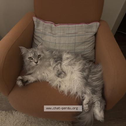 Photo 1/1 Billie Chat lost in Poitiers