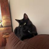 Picture of cat lost at Chamalieres